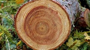 Chiêm bao nhìn thấy đốt gỗ báo hiệu sự may mắn