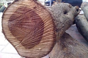 Mỗi chiêm bao về gỗ luôn ẩn chứa những con số may mắn