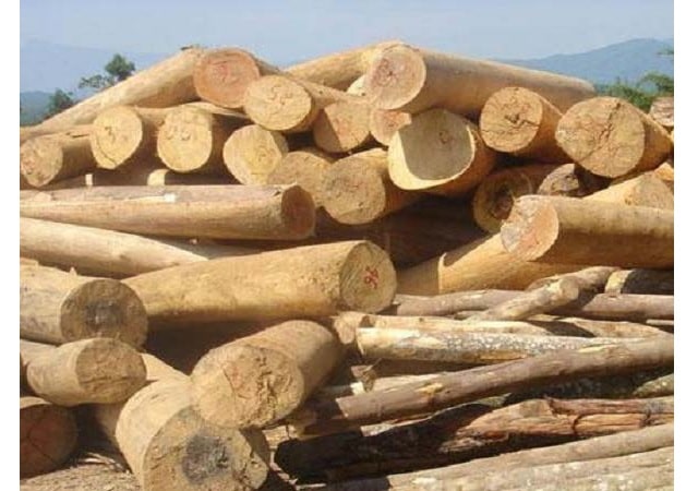 Mơ thấy gỗ đánh con gì, số mấy? giải mã giấc mơ về gỗ