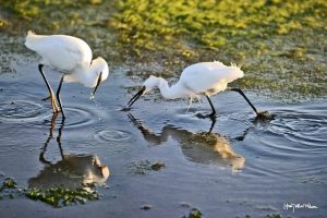 Mơ thấy đàn cò, con cò đều ẩn chứa những con số may mắn riêng