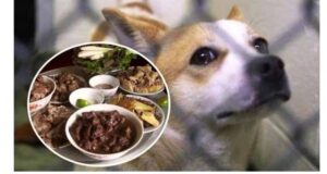 Mỗi chiêm bao về thịt chó đều ẩn chứa con số may mắn