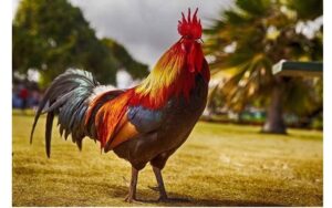 Chiêm bao thấy gà trống gáy báo hiệu điều may mắn