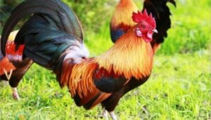 Mỗi chiêm bao về gà trống đều ẩn chứa những con số đặc biệt