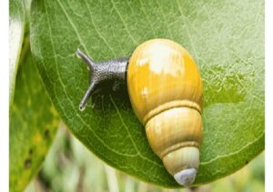 Chiêm bao thấy ốc sên báo hiệu bạn đang bận tâm về vấn đề nào đó