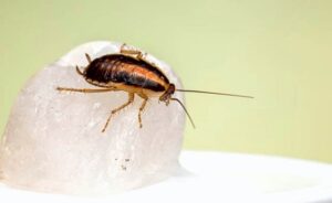 Chiêm bao về gián đều ẩn chứa con số đặc biệt