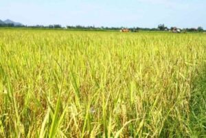 Mỗi chiêm bao về lúa đều sẽ ẩn chứa những con số đặc biệt