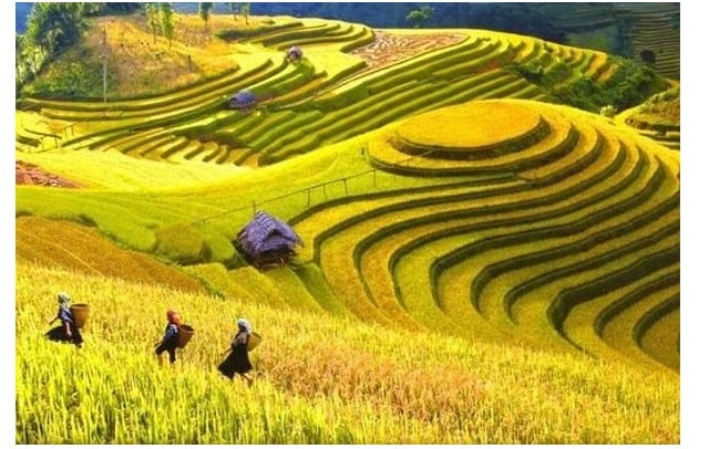 Ngủ mơ thấy lúa đánh con gì? Và điềm báo về giấc mơ đó?