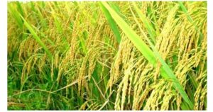 Chiêm bao thấy đồng lúa chín báo hiệu sự may mắn.