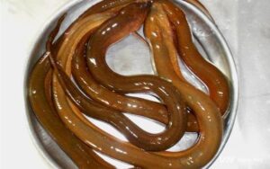 Mỗi chiêm bao về lươn luôn ẩn chứa con số đặc biệt