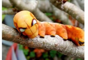 Chiêm bao thấy con sâu nhiều lông báo hiệu bạn không may mắn trong công việc