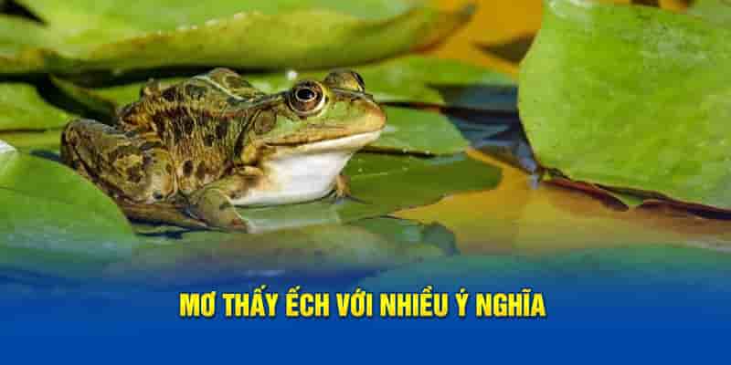 Mơ thấy ếch và các ý nghĩa quan trọng