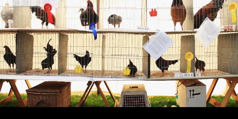 Kỹ thuật gà chọi qua cách chăm sóc