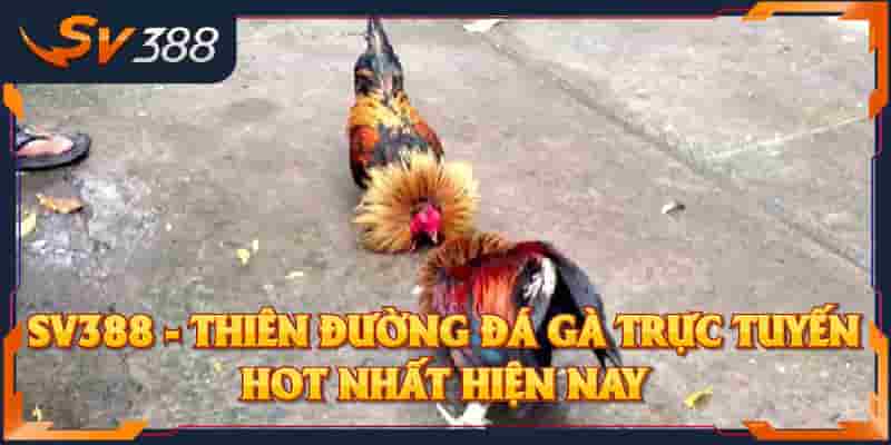Khám phá thế giới đá gà trực tuyến tại SV388