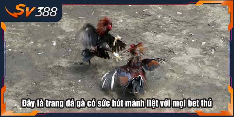 SV388 - Sân chơi đá gà trực tuyến số 1