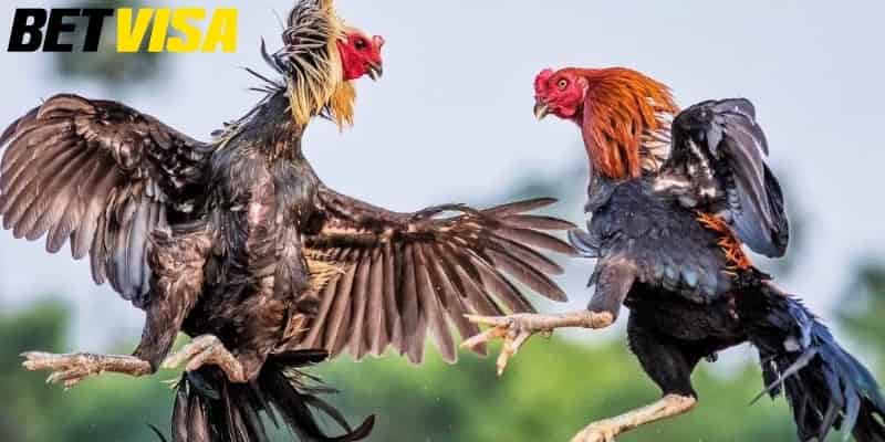 Đá gà Mỹ tại sảnh đá gà BETVISA