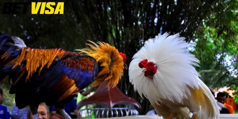 Tổng quan về đá gà BETVISA trực tuyến