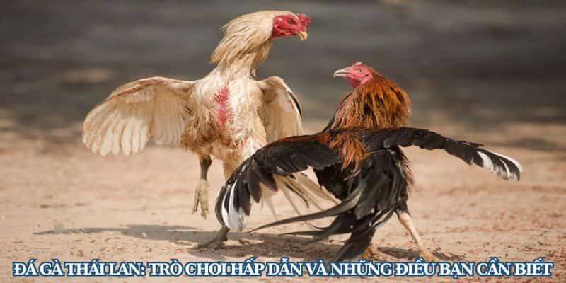 Giới thiệu trò cược đá gà Thái Lan