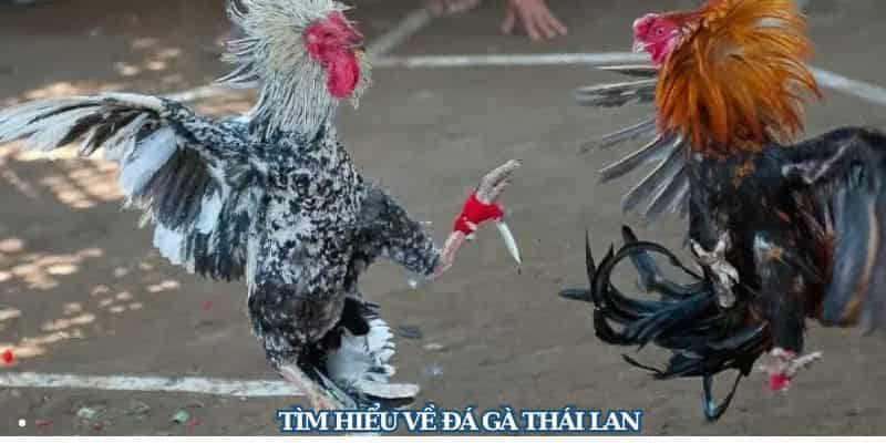 Hãy chọn cổng cược uy tín trước khi chơi